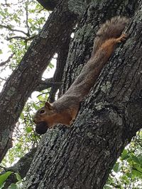 Low angle view of squirrel on tree