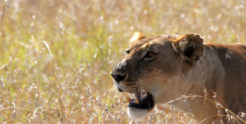 Close-up of a lioness on grass