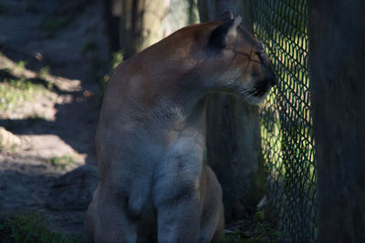 Cat looking away in zoo