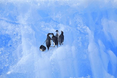 Panoramic view of penguins on snow