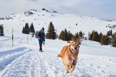 A happy golden retriever enjoying the walk with its owner in the snowy mountain 