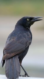 Close-up of bird perching on a railing