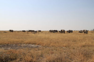 Elephants walking on field against clear sky