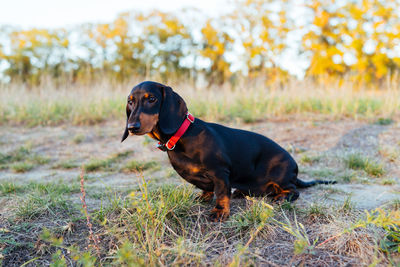 Dog looking away on field