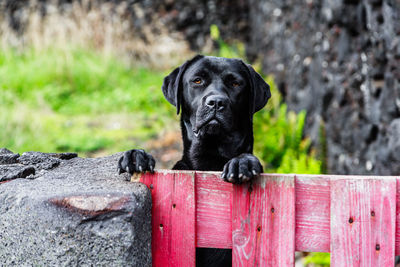 Portrait of black dog sitting on wood