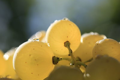 Close-up of yellow flowers