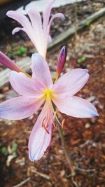 Close-up of pink flower blooming in park