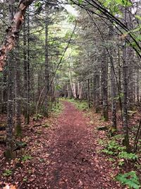 Footpath amidst trees in forest