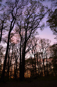 Silhouette trees on field against sky at sunset