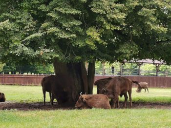 Horses in a field