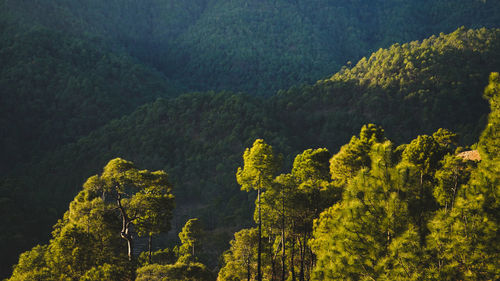 Scenic view of forest