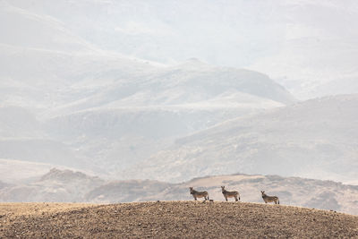 Three zebras stand motionless on top of a hill