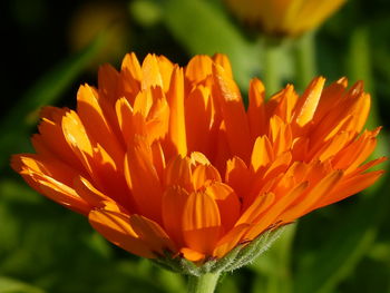 Close-up of orange flowering plant