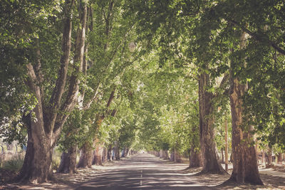 Road amidst trees in forest