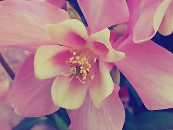 Close-up of pink flowers