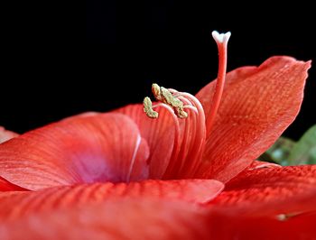 Close-up of red flower