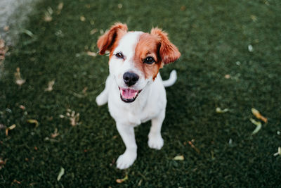 High angle portrait of a dog on field
