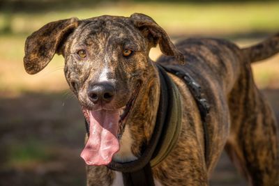 Close-up portrait of a dog