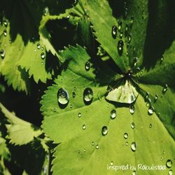 Close-up of leaves