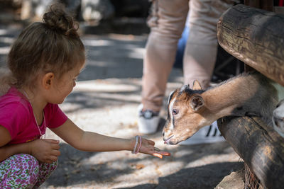 Cute girl feeding goat