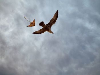 Just a kite and a bird