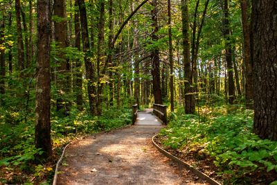 Footpath amidst trees in forest