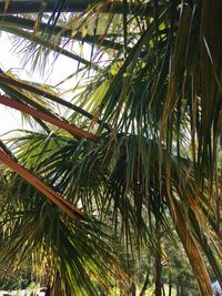 Low angle view of bamboo trees