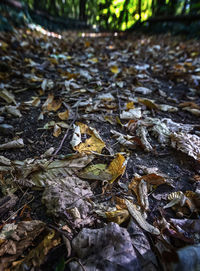 Full frame shot of dried autumn leaves on land