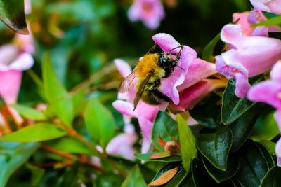 Honey bee pollinating on pink flower