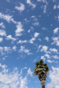 Low angle view of coconut palm tree against sky