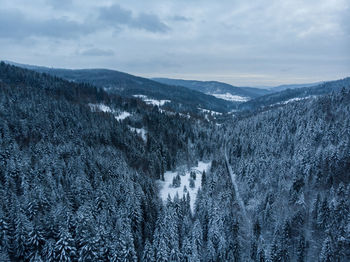 Aerial view of pine trees on snowcapped mountains against sky