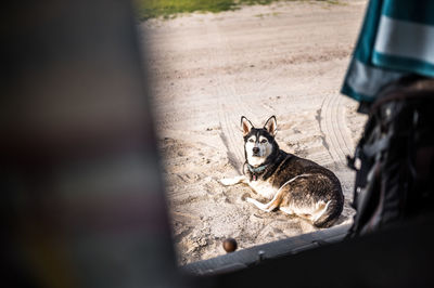 Husky with 3 leggs