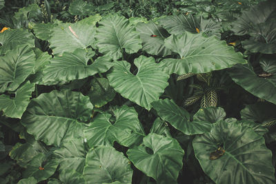 High angle view of leaves