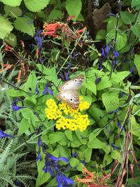 Close-up of insect on plant