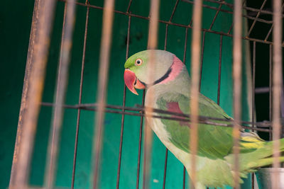 Close-up of parrot in cage