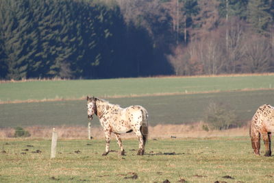 Horse standing in a field