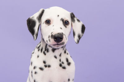 Close-up portrait of dog