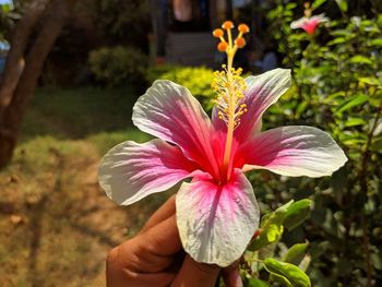 Close-up of hand holding pink flower