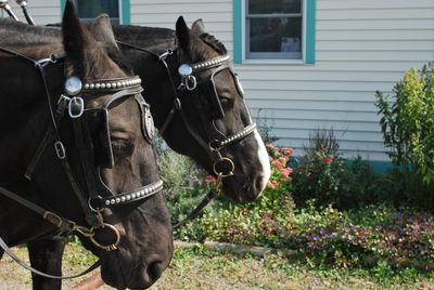 Horse cart on grass