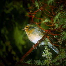 Close-up of bird perching on tree