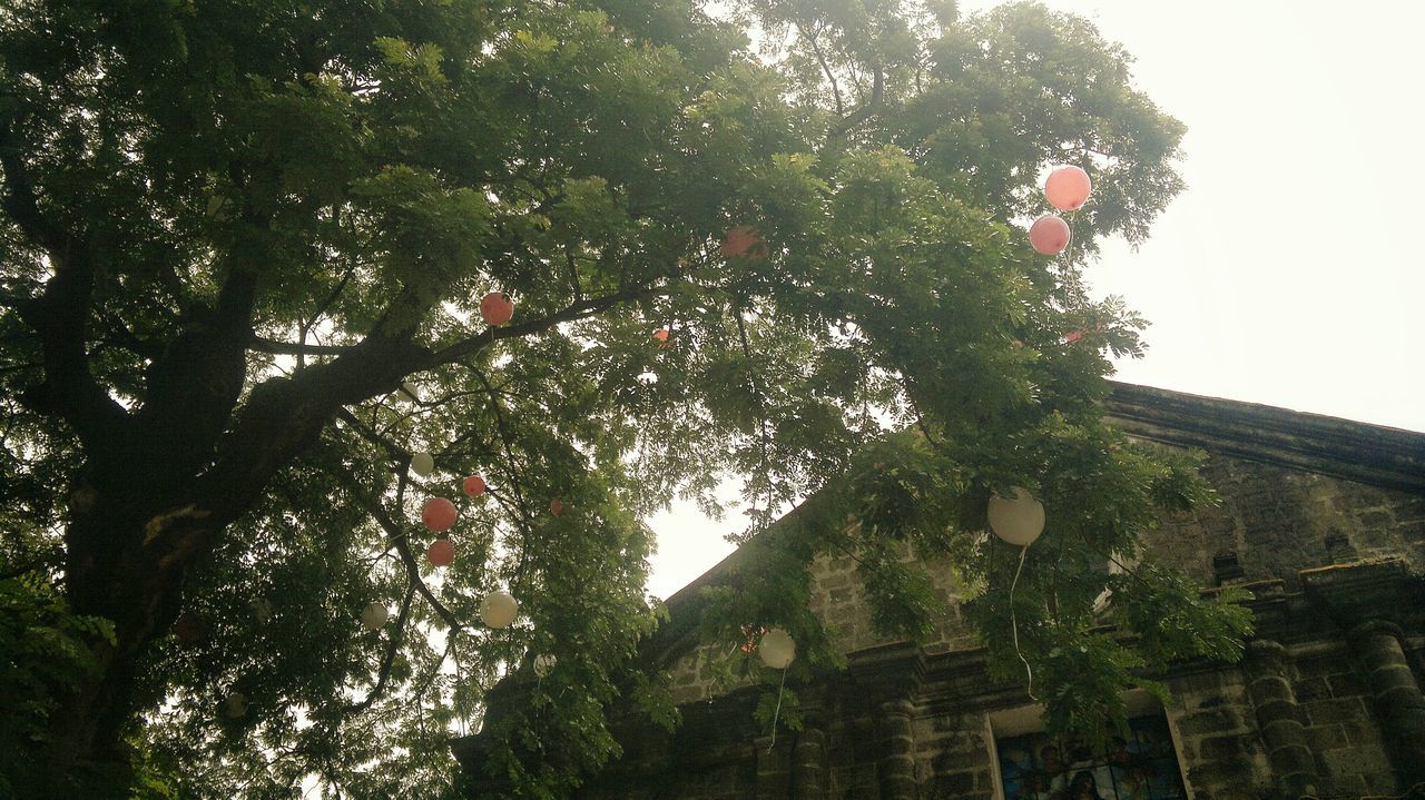 low angle view, tree, built structure, architecture, growth, building exterior, clear sky, sky, branch, nature, day, green color, outdoors, religion, plant, no people, spirituality, leaf, place of worship