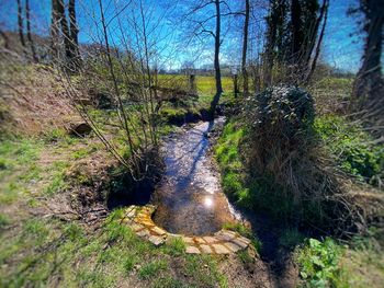 Plants growing by stream in forest
