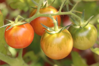 Close-up of fruits on plant