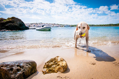 Dog standing on beach