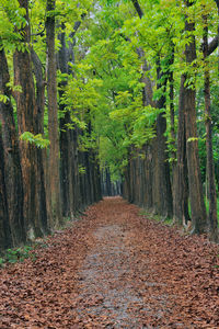 Road amidst trees in forest during autumn