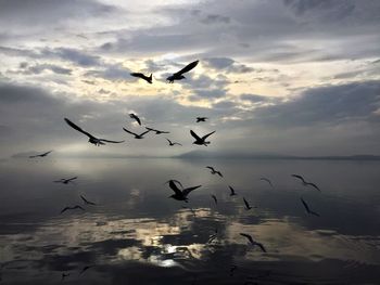 Flock of birds flying over sea