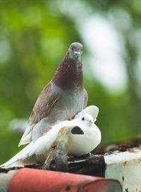 Close-up of birds perching outdoors