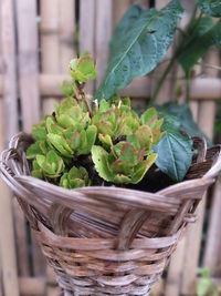 Close-up of potted plant in basket