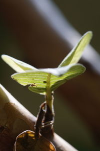 Close-up of insect on plant