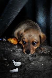 Close-up portrait of puppy